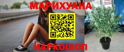 сатива Новозыбков